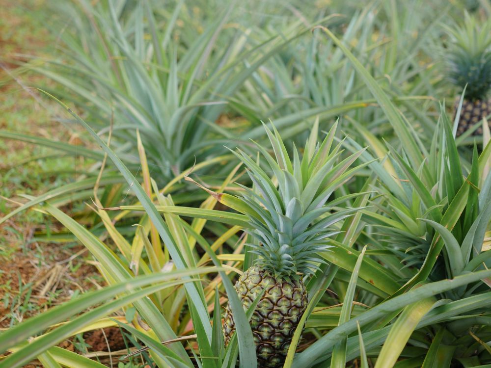 Pineapples growing in the field